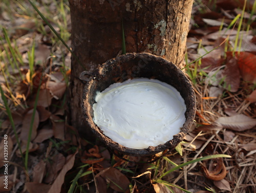 Rubber tree and bowl filled with latex