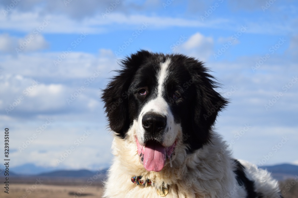 portrait of a dog