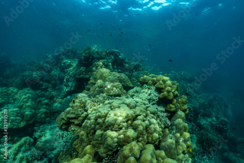 underwater scene with coral reef and fish  Sea in Surin Islands  Phang Nga Province southern of Thailand.