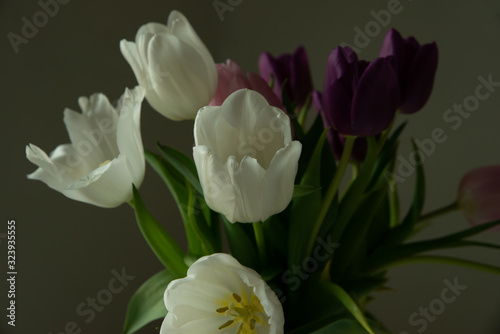 Bouquet of white, pink and purple tulips on a uniform background.