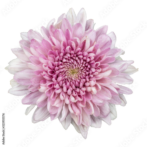 pink Chrysanthemum on white background