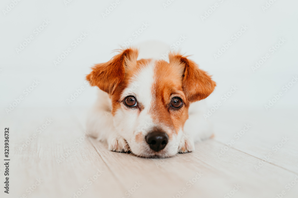 Fototapeta portrait of cute small jack russell dog lying on the floor. Adorable dog at home