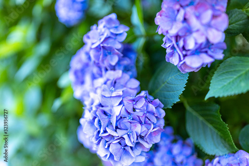 飛鳥山公園の紫陽花