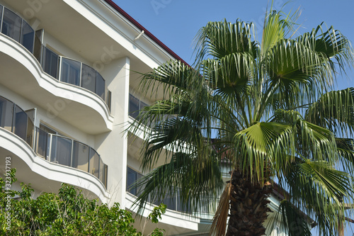 modern house with palm trees