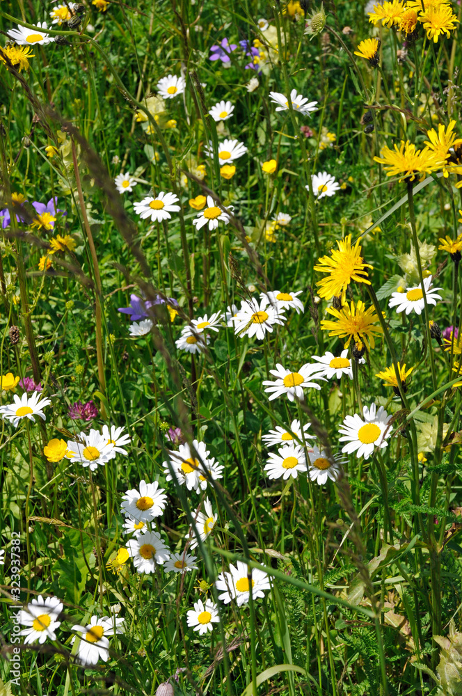 blumenwiese im stubaital