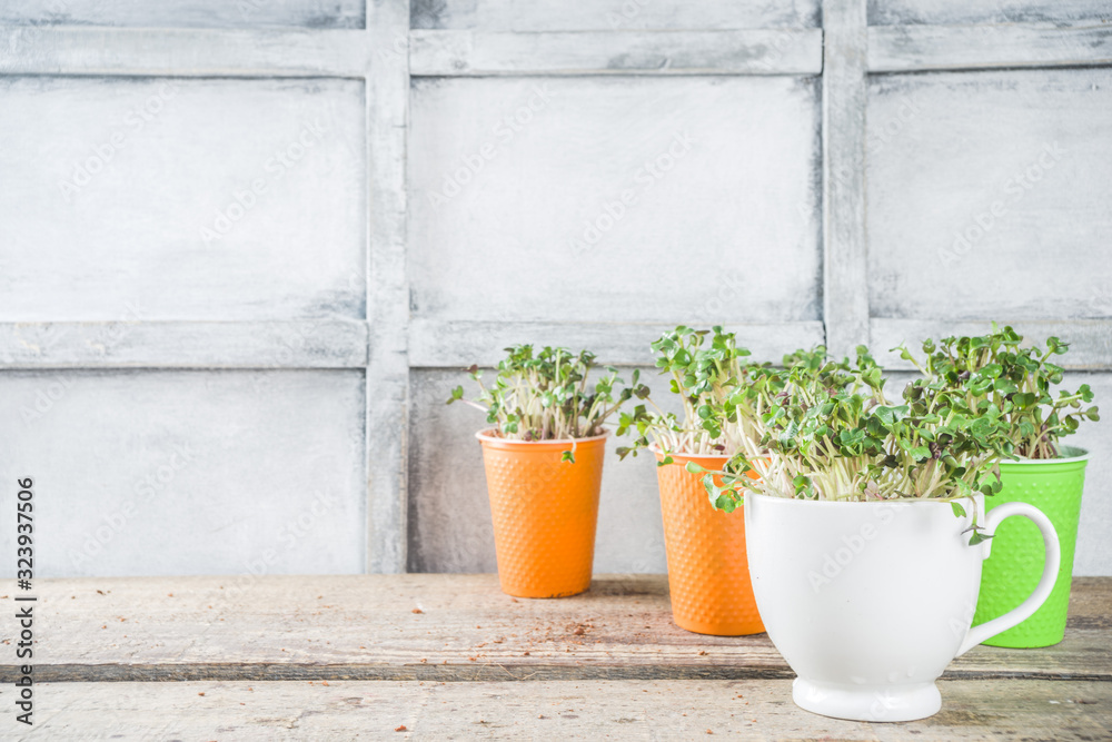 Home plant, fresh herbs. Microgreen in little colorful paper cups. Zero waste, organic lifestyle concept.  Vegetarianism and healthy eating concept.
