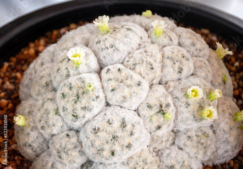 Closeup white flower blooming of Mammillaria cactus
