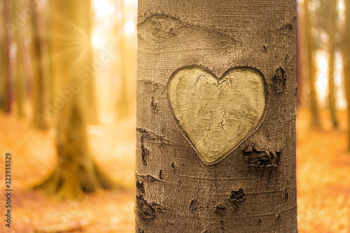 Bilde på lerret carved heart on a tree during romantic sunset