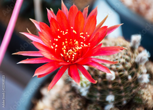 Freshly bloomed red and bright cactus flower in the pot