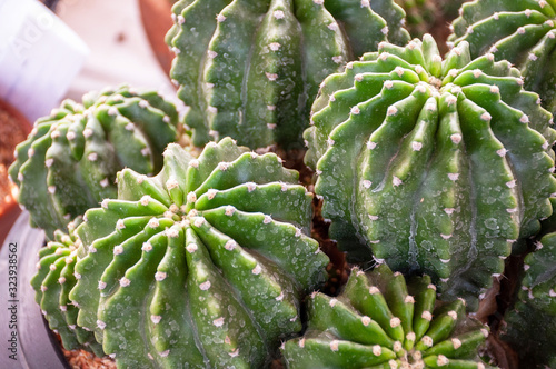 Closeup Barrel cactus, echinocactus grusonii inermis