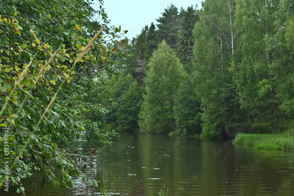 lake in the forest lake in the forest