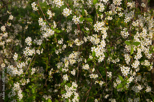 Spring Cherry blossoms, white flowers.