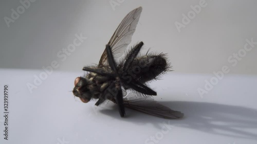 Dead Fly Closeup Insect Pest Entomology Insecticide Housefly