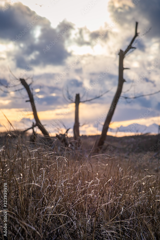 Obraz premium Deep Sunset with Abstract Tree in Background