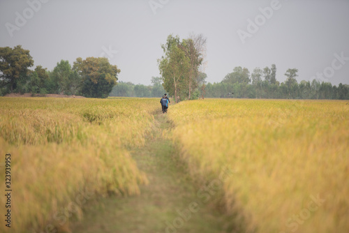 Organic paddy rice in field.
