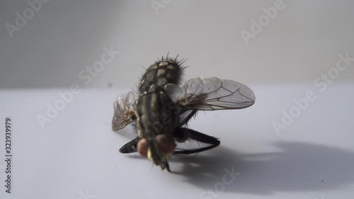 Dead Fly Closeup Insect Pest Entomology Insecticide Housefly