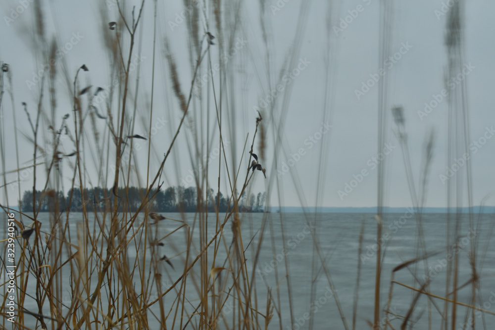 reeds on lake reeds on lake