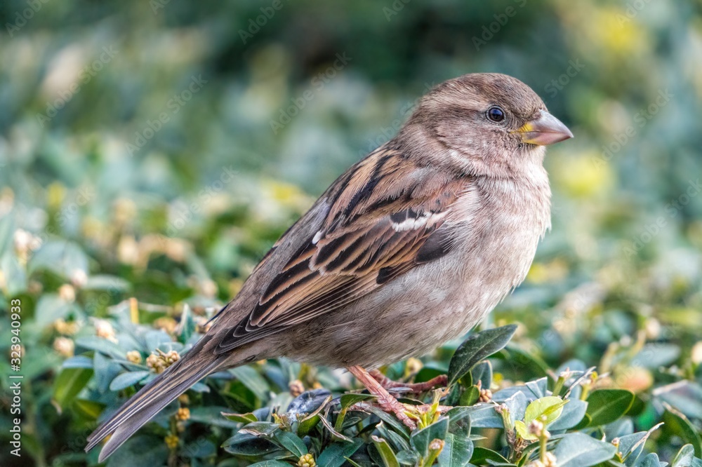 Sparrow on a green boxwood bush in the garden Sparrow on a green boxwood bush in the garden