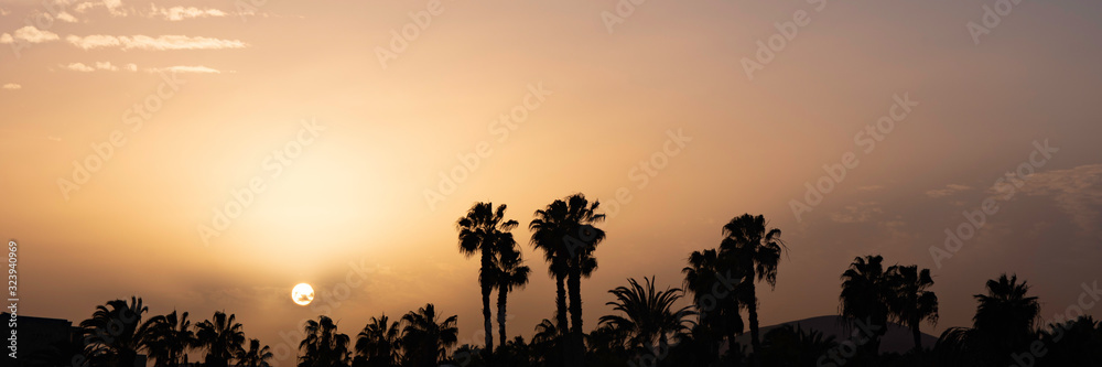 palm trees at sunset in fuerteventura, spain