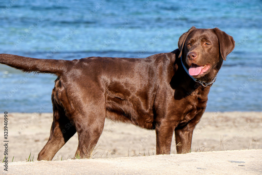 Portrait of a chocolate labrador in front of the sea Portrait of a chocolate labrador in front of the sea