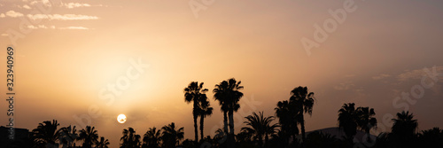 palm trees at sunset in fuerteventura  spain