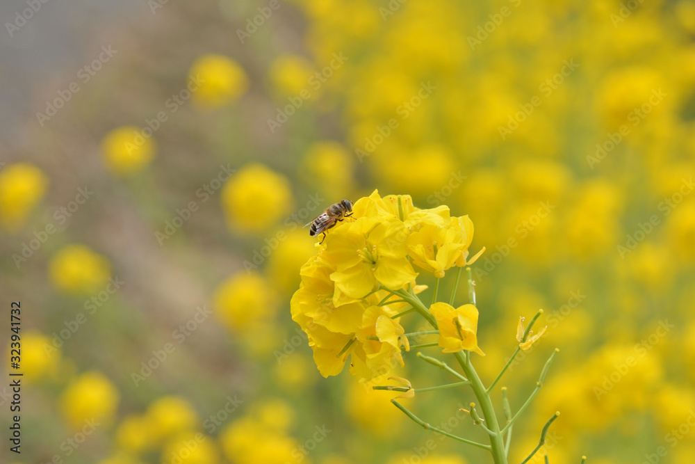 みつばち 菜の花 みつばち 菜の花