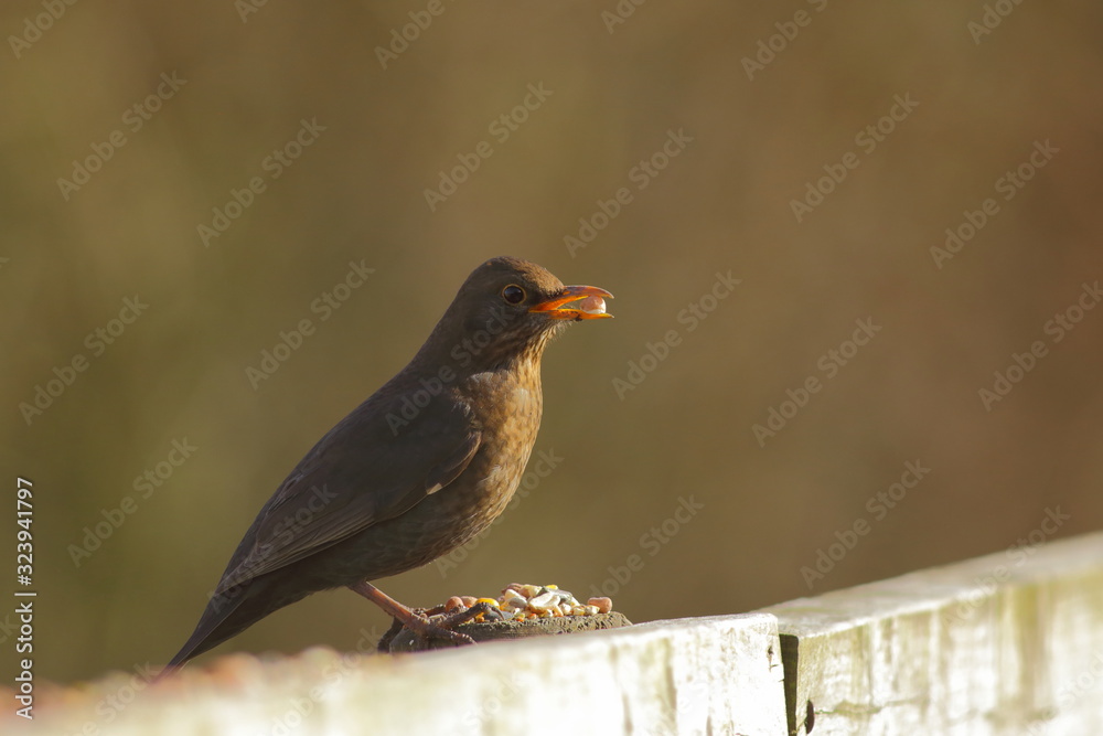 Female blackbird eating grains on the fence Female blackbird eating grains on the fence