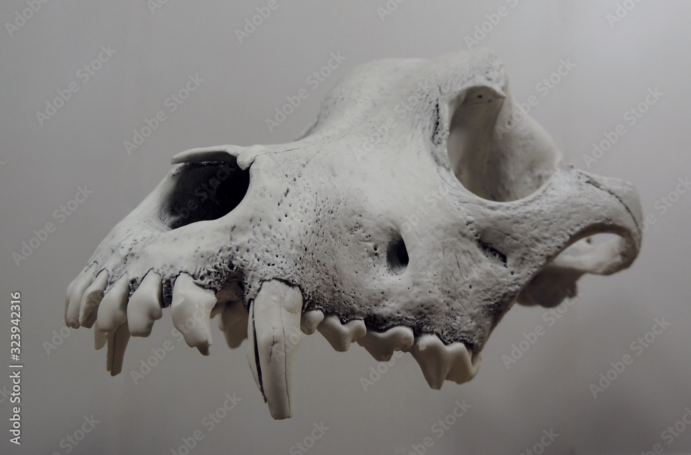Floating Animal Skull Isolated Over White Stock Photo | Adobe Stock