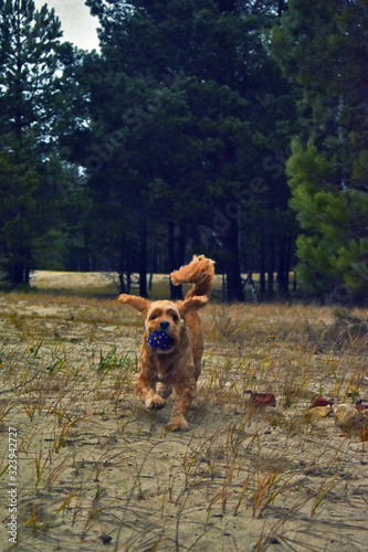 Cocker Spaniel dog walks in the woods