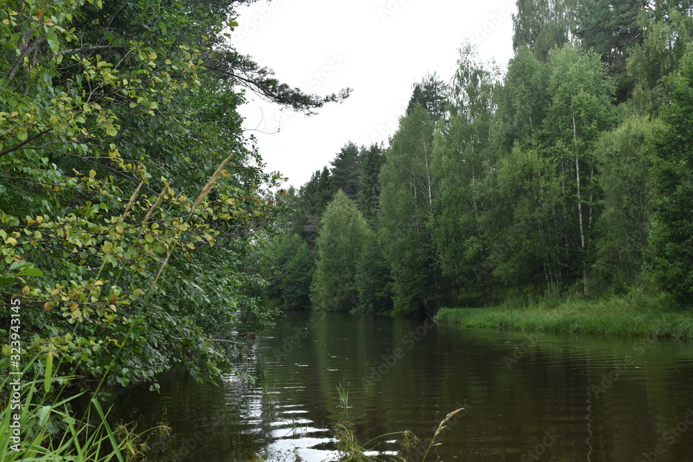 lake in forest