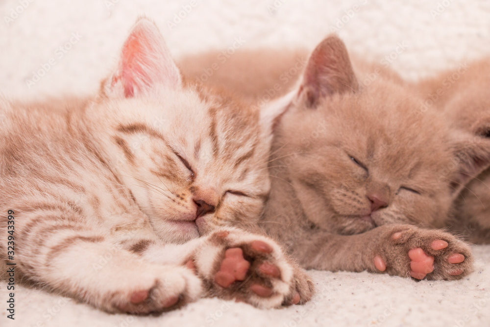 two kittens resting sleeping