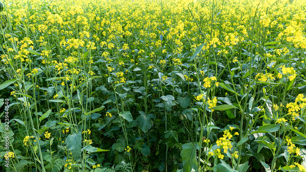 Obraz premium Plants with yellow flowers bloom in a green meadow.