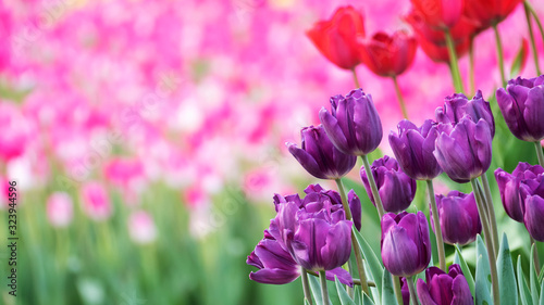 Beautiful tulips flower in tulip field at winter or spring day