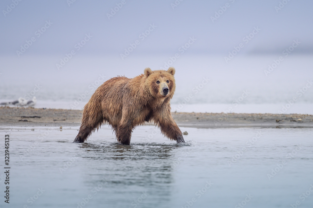 Ruling the landscape, brown bears of Kamchatka (Ursus arctos beringianus) Ruling the landscape, brown bears of Kamchatka (Ursus arctos beringianus)
