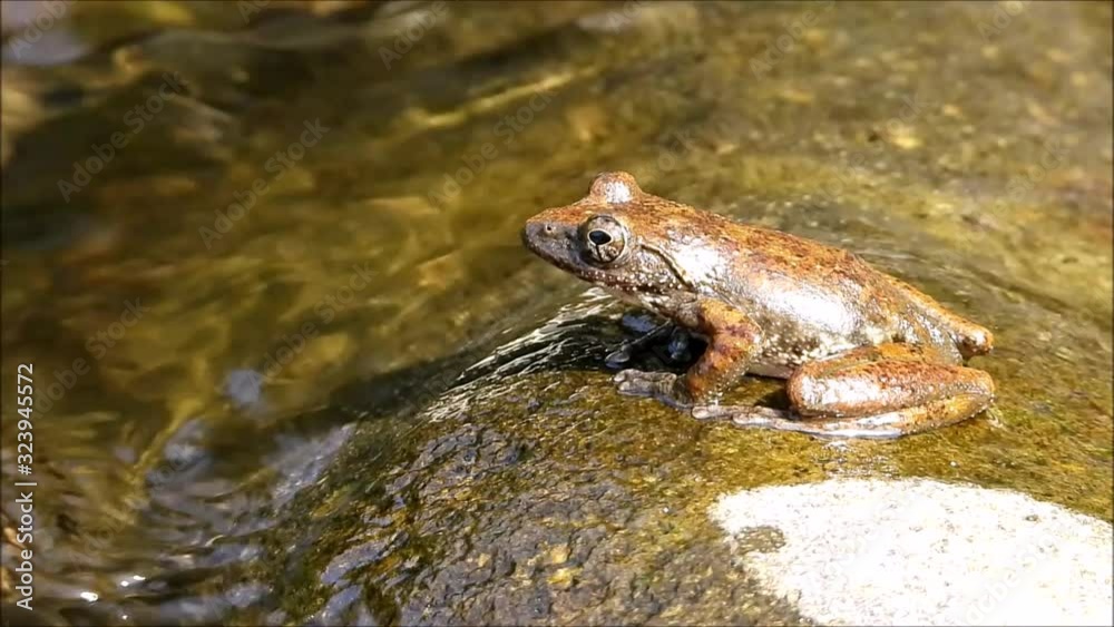 渓流の石の上で鳴くカジカガエル 渓流の石の上で鳴くカジカガエル