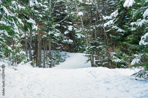 Winter Wonderland in the Woods - Winter's snow has created a winter wonderland along one of the popular trails at Hemlock Ravine Park.