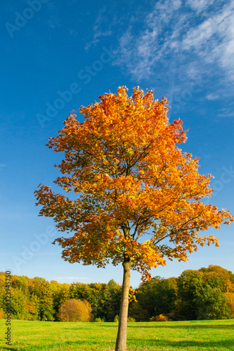 Baum Herbst