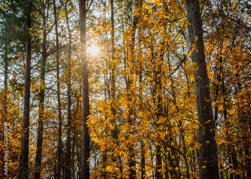 Beautiful autumn forest and golden foliage  with sun star
