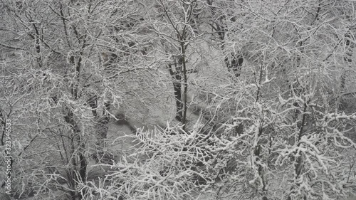 Winter Snow Covered Trees Nature Season Snowy