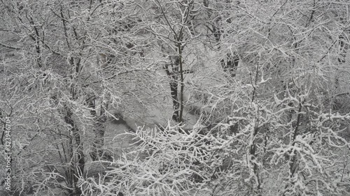 Winter Snow Covered Trees Nature Season Snowy