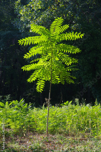 Chinese clear tree, wild walnut (Ailanthus altissima). Invasive plant. Young tree against the background of dense forest.