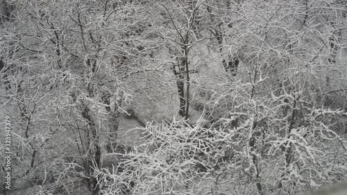 Winter Snow Covered Trees Nature Season Snowy