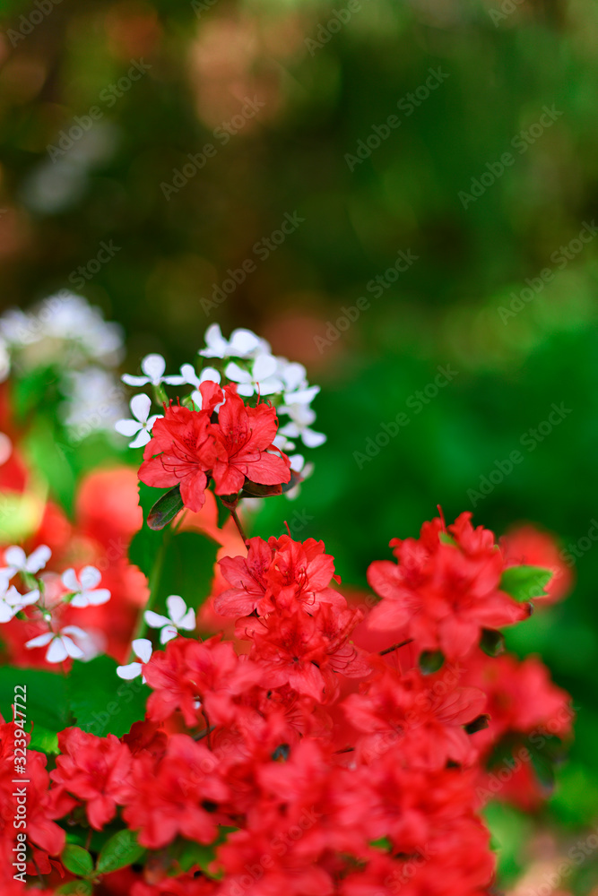 Natural red flowers in the park in spring Natural red flowers in the park in spring