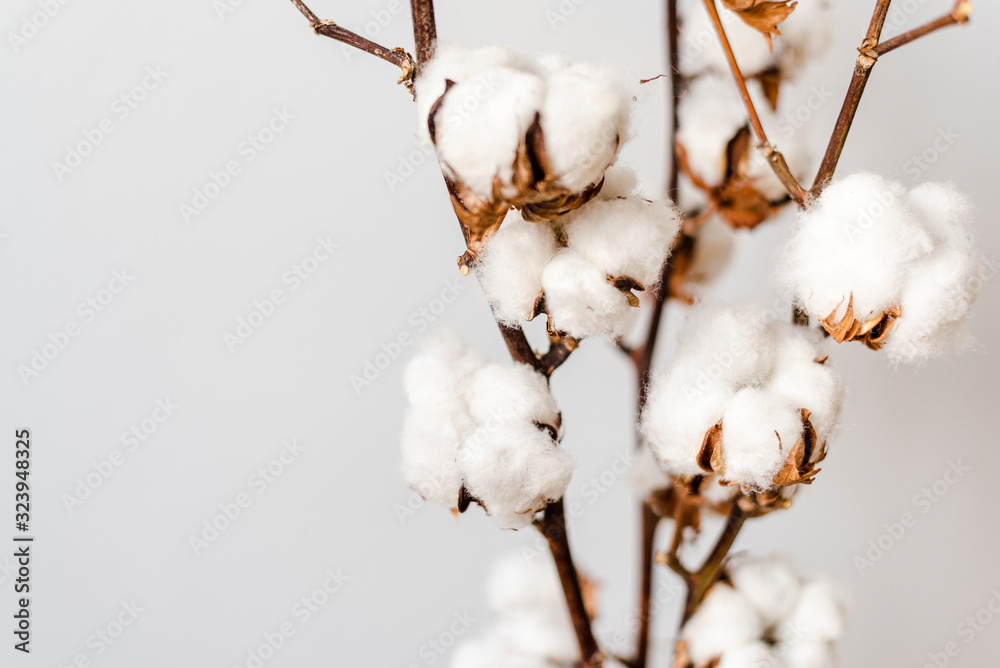 Cotton plant branches on a white backgount. Cotton plant branches on a white backgount.