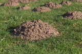 molehills on a meadow