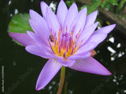 Close up violet lotus flower in basin and Bee working pollination.