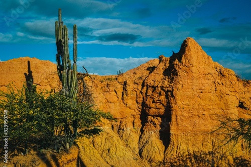 Exotic wild plants on the sandy rocks at the Tatacoa Desert, Colombia photo