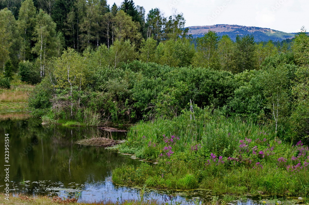 Landscape with floating island, part peat two metre deep with vegetation and animals in Vlasina mountain lake, anchored to the shore by land, South eastern Serbia, Europe Landscape with floating island, part peat two metre deep with vegetation and animals in Vlasina mountain lake, anchored to the shore by land, South eastern Serbia, Europe