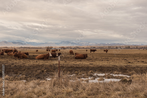 Fototapeta Naklejka Na Ścianę i Meble -  Cattle at rest in a pasture with snow and rolling hills