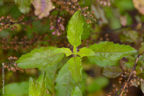Holy basil in the garden, Thai basil(Ocimum tenuiflorum),spicy herb,Thai herb
